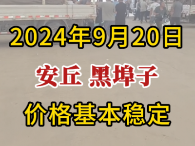 9月20日下午安丘黑埠子市场（基本稳定） ()