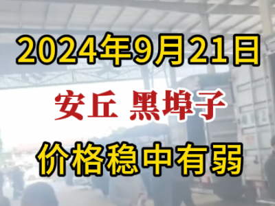 9月21日下午安丘黑埠子市场（价格稳中有弱） ()