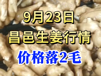 9月23日 昌邑大姜价格行情（价格落2毛） ()