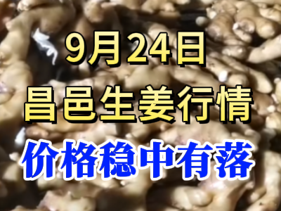 9月24日 昌邑大姜价格行情（价格稳中有落） ()