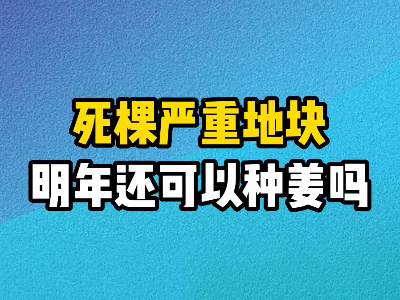 死棵严重地块明年还可以种姜吗？ ()