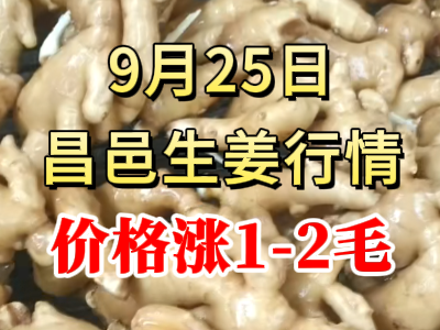 9月25日 昌邑大姜价格行情（价格涨1-2毛） ()