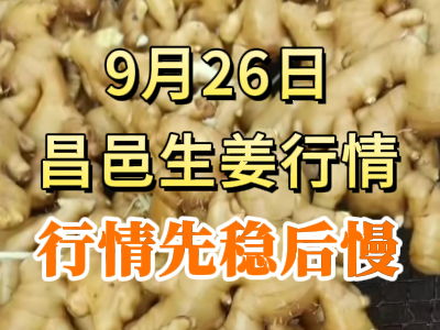 9月27日 昌邑大姜价格行情（行情先稳后慢） ()