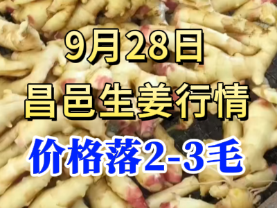 9月28日 昌邑大姜价格行情（价格落2-3毛） ()