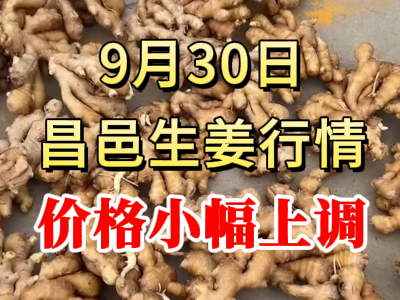 9月30日 昌邑大姜价格行情（价格小幅上调） ()