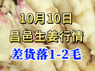 10月10日 昌邑大姜价格行情（差货落1-2毛） ()