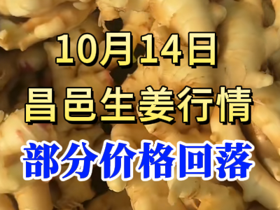 10月14日 昌邑大姜价格行情（部分价格回落） ()