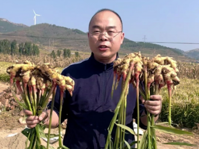 种姜催芽和不催芽的差距 ()