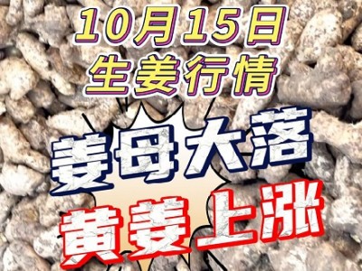 10月15日 大姜价格行情（姜母落 黄姜涨） ()