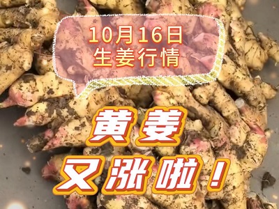 10月16日 生姜价格行情（黄姜又涨啦！） ()