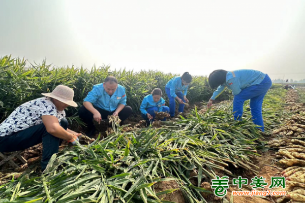 济宁汶上生姜迎来丰收季 ()