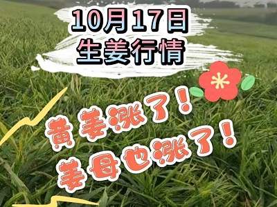 10月17日 生姜价格行情（黄姜涨！姜母也涨！） ()