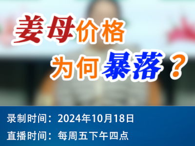 农情漫谈：姜母价格为何暴落？ ()