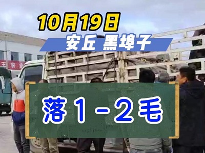 10月19日 安丘 黑埠子（落1-2毛） ()