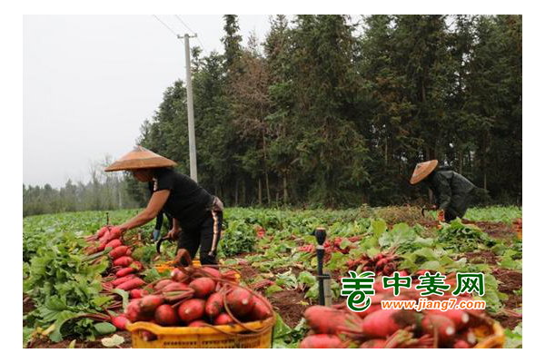 湖南新田：蔬菜种上山 增产又增效 ()