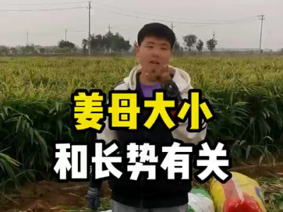 姜母大小和长势有关 ()