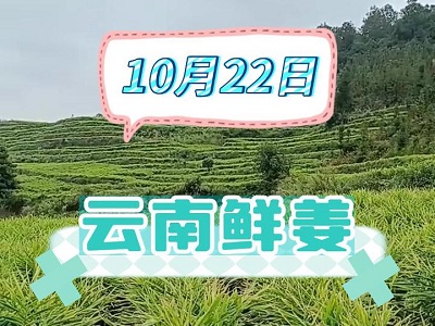 10月22日 生姜价格行情（云南鲜姜） ()