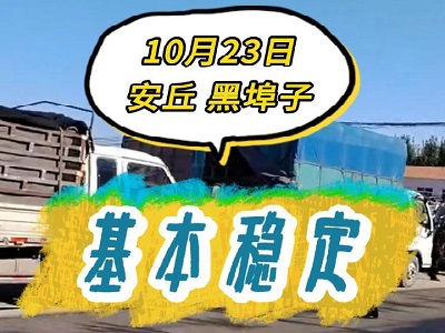 10月23日 安丘黑埠子（基本稳定） ()