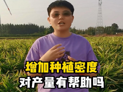 增加种植密度对产量有帮助吗？ ()