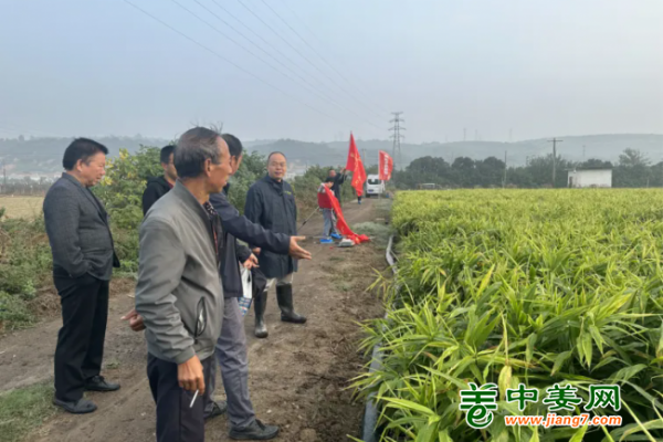 陕西测产：中姜网生姜基地走进陕西