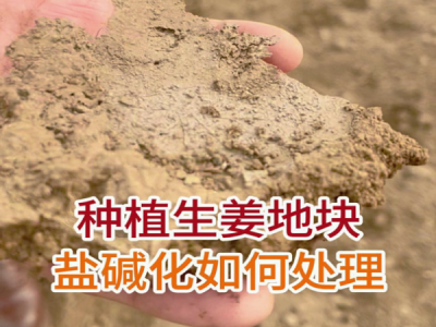 种植生姜地块盐碱化如何处理 ()